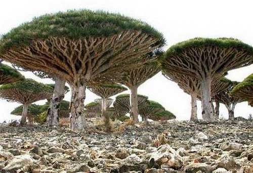 世间奇葩植物大盘点