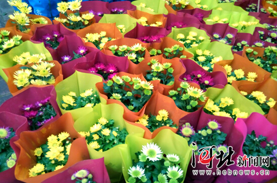 石家庄年宵花市场升温 “小而美”盆栽走俏（组图）