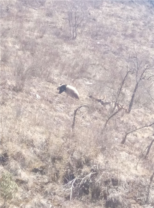 大熊猫下山被犬欺好可怜 盘点十大最爱卖萌动物