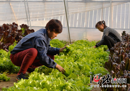 迁安特色农业主打现代牌（图）