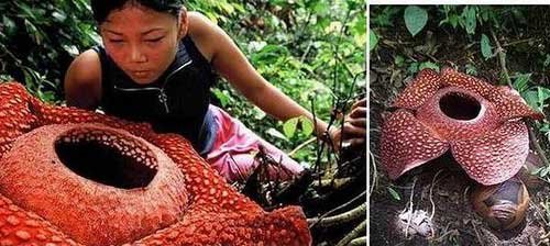 陕西发现死亡之花！那些罕见植物大盘点