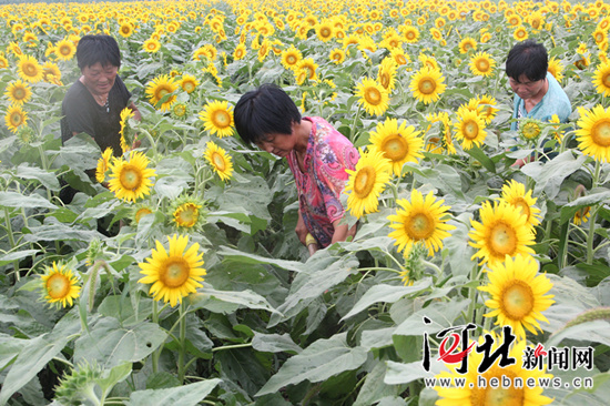 临西县豆庄村亲民庄园，农民正在油葵基地里劳作。