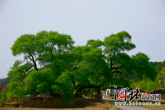 平泉一株古杨树 现“独木成林”奇观