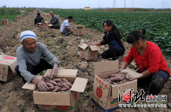 金秋时节 广宗县永强农场红薯种植基地喜获丰收