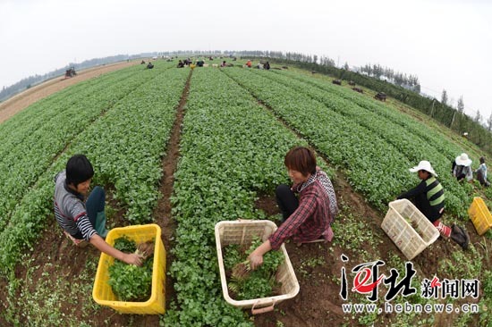 隆尧订单香菜俏销北京（图）