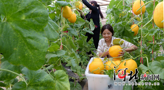 衡水枣强县扶贫香瓜喜获丰收