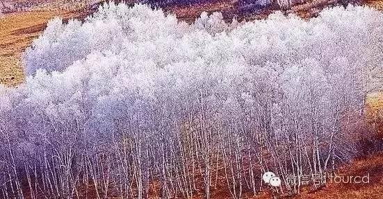 美如仙境！一大波草原天路雪景图刷爆朋友圈