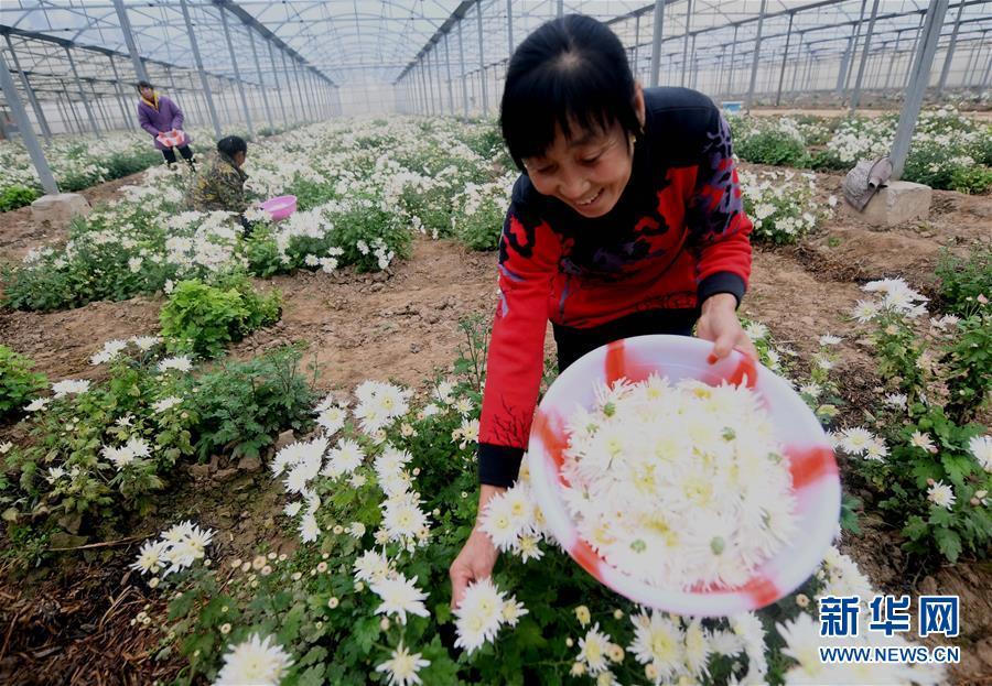 河北永清：温室香菊寒冬俏