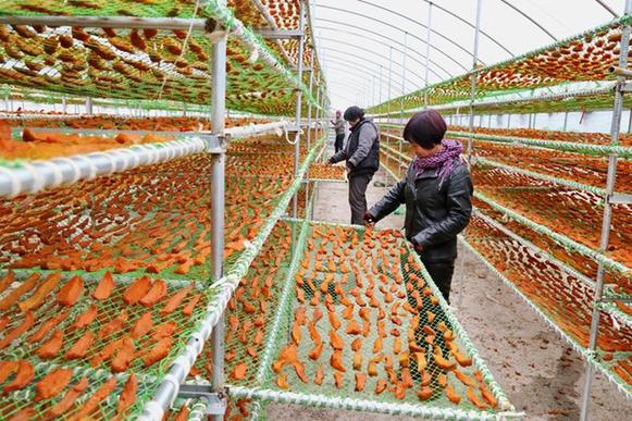 卢龙鲜食型甘薯促增收