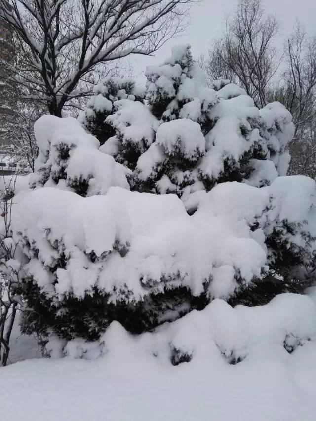 你那里下雪了吗？河北多地迎来今年入冬第一场雪