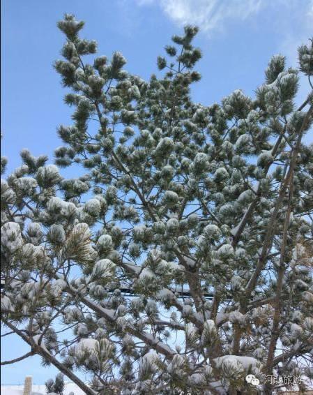 你那里下雪了吗？河北多地迎来今年入冬第一场雪