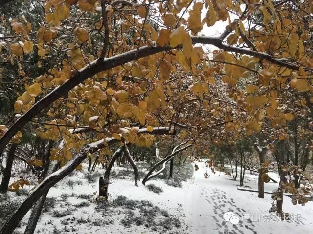 你那里下雪了吗？河北多地迎来今年入冬第一场雪