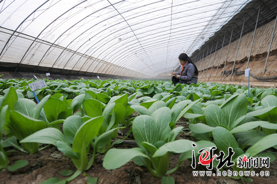 邢台任县：特色种植 调整农业结构