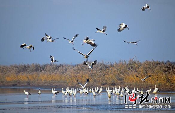 12月6日，国家一级保护动物东方白鹳放飞仪式在曹妃甸湿地举行。